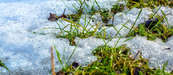 Зеленая трава под снегом, архивное фото - Sputnik Беларусь