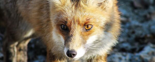 Лиса, архивное фото - Sputnik Беларусь