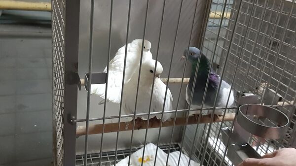 Двое литовцев пытались незаконно вывезти из Беларуси птиц - Sputnik Беларусь