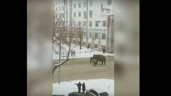 Слоны разгуливали по Екатеринбургу, видео - Sputnik Беларусь