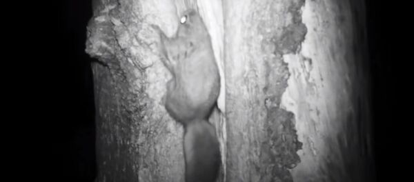 Редкую в Беларуси белку-летягу впервые сняли на камеру  - Sputnik Беларусь