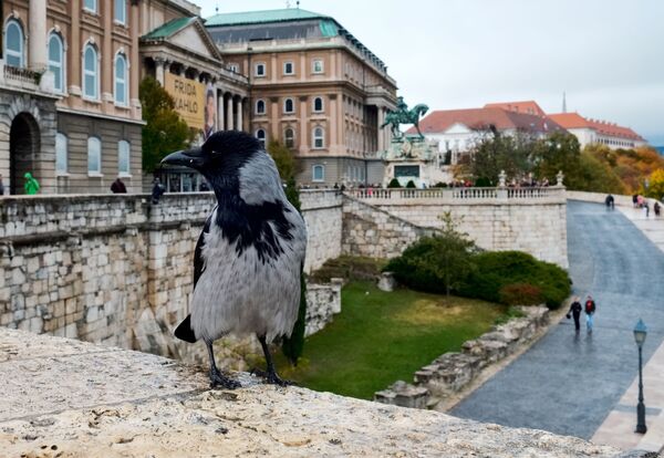 Ворона на стене Королевского дворца в Будапеште.  - Sputnik Беларусь