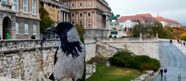 Ворона на стене Королевского дворца в Будапеште - Sputnik Беларусь