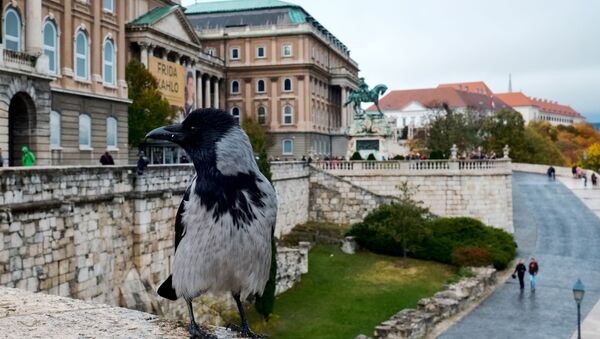 Ворона на стене Королевского дворца в Будапеште - Sputnik Беларусь