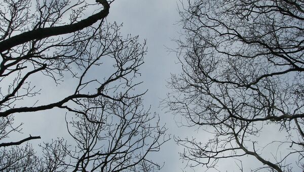 Ветви деревьев на фоне неба - Sputnik Беларусь