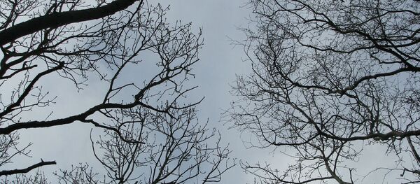 Ветви деревьев на фоне неба Ветви деревьев на фоне неба - Sputnik Беларусь