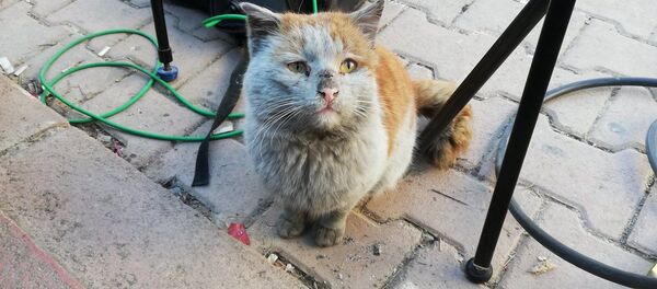 Спасенный кот - Sputnik Беларусь