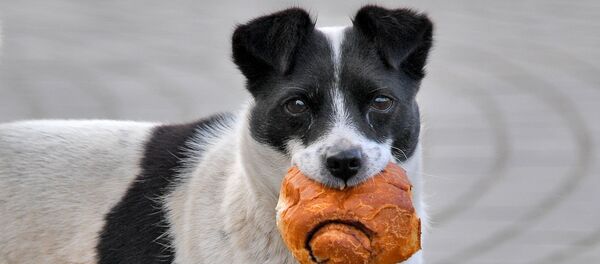 Бездомная собака в Ивацевичах - Sputnik Беларусь