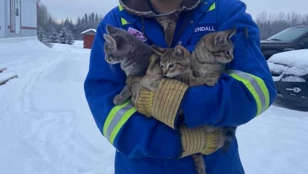 Канадец спас котят, примерзших зимой к дороге  - Sputnik Беларусь