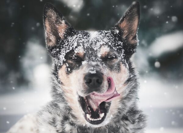 Собака облизывается во время снегопада. - Sputnik Беларусь