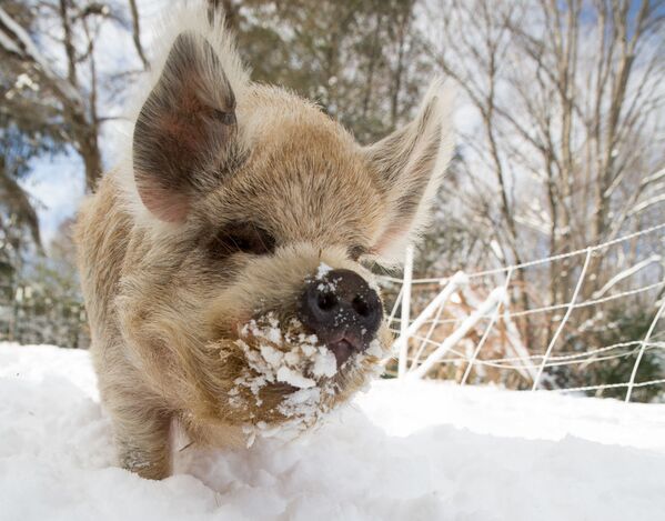 Свинья с удовольствием роет снег. - Sputnik Беларусь