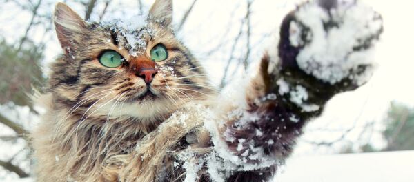 Кошка і снег Кошка і снег - Sputnik Беларусь