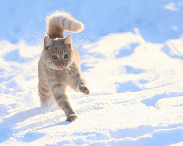 Кошку больш звыкла бачыць ля батарэі, чым у снезе. - Sputnik Беларусь