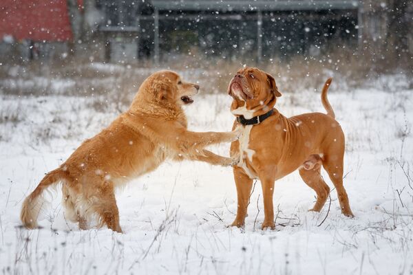 Собаки играют в снегу. - Sputnik Беларусь