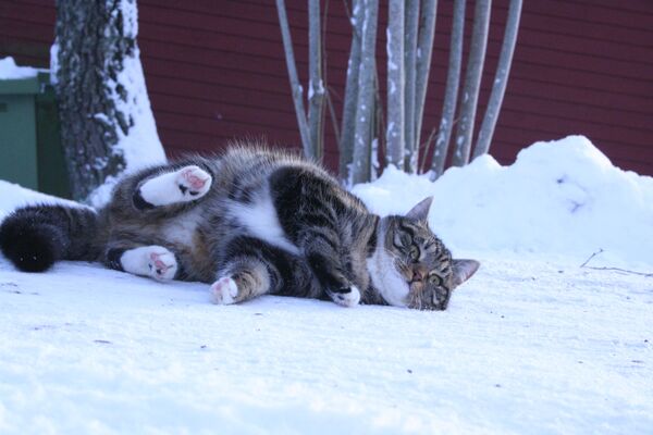 Таким пушистым кошкам валяться на снегу одно удовольствие. - Sputnik Беларусь