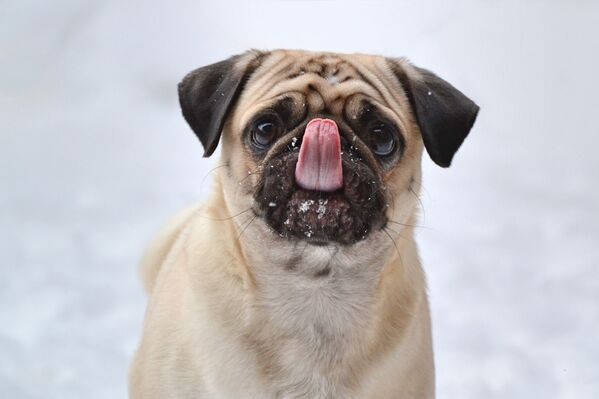 Собака слизывает снежинку с носа. - Sputnik Беларусь