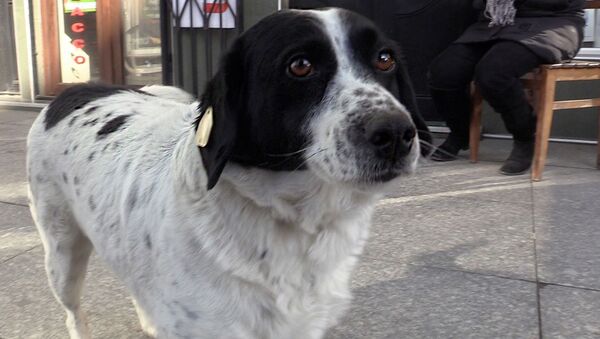 Уличный пес провел через дорогу детей и стал звездой интернета - видео - Sputnik Беларусь