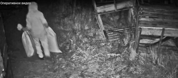 Кража саженцев голубики в Столинском районе, видео - Sputnik Беларусь