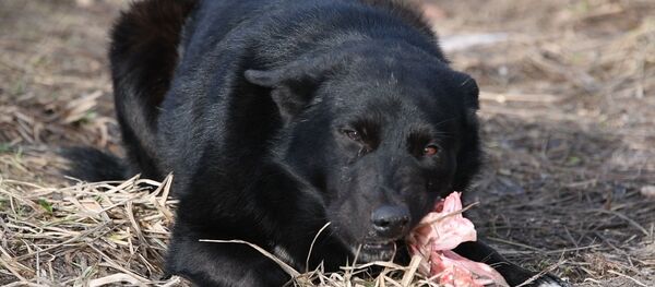 Гуманный способ борьбы с бродячими собаками ищут в Ивацевичах Гуманный способ борьбы с бродячими собаками ищут в Ивацевичах - Sputnik Беларусь