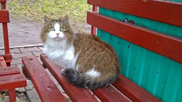Кошка из Пинска ждет на остановке свою умершую хозяйку  - Sputnik Беларусь