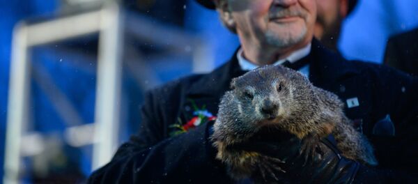 Сурок Фил - Sputnik Беларусь