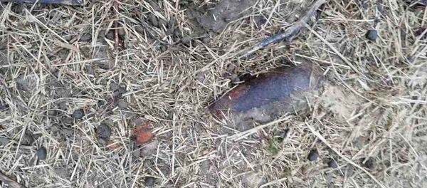 В Буда-Кошелеве при уборке мусора обнаружили снаряд - Sputnik Беларусь