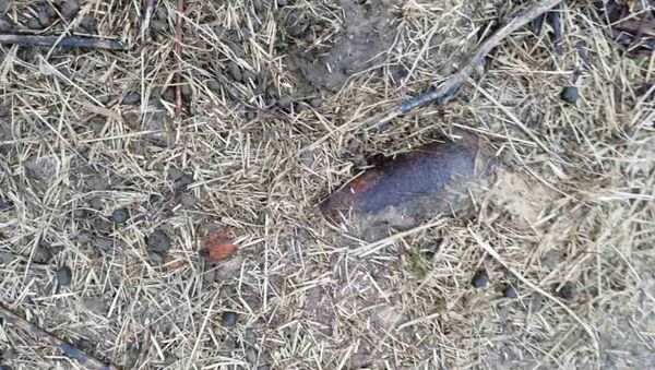 В Буда-Кошелеве при уборке мусора обнаружили снаряд - Sputnik Беларусь