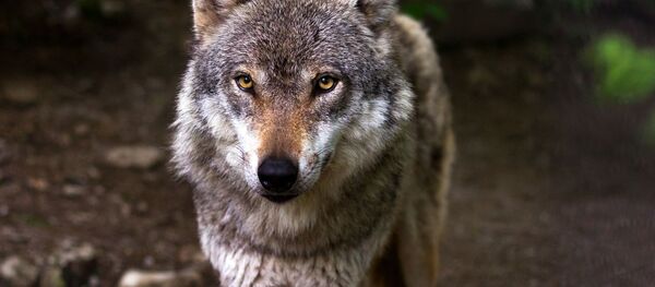 Воўк - Sputnik Беларусь