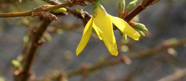 Цяпер дакладна: зіма не прыйдзе ў Беларусь у гэтым годзе - Sputnik Беларусь