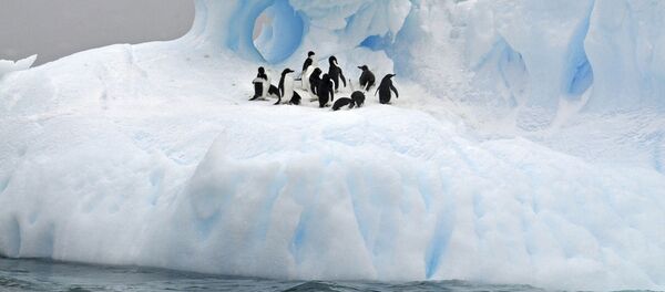 Пингвины в Антарктиде - Sputnik Беларусь