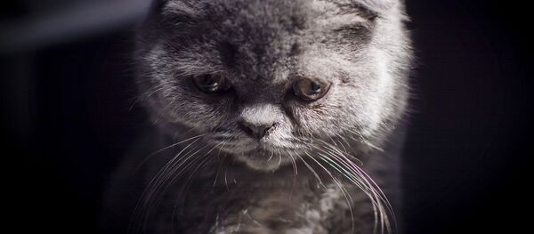 Кот, архивное фото - Sputnik Беларусь