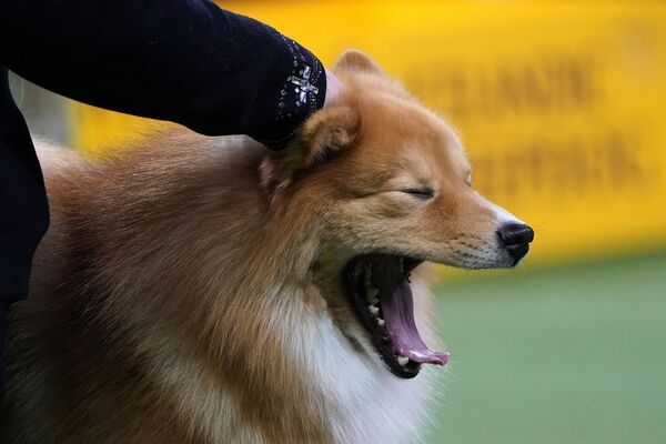 Зевающая собака на Вестминстерском дог-шоу в Нью-Йорке - Sputnik Беларусь