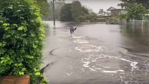 Не огонь, так вода: кенгуру в Австралии страдают от наводнений  - Sputnik Беларусь
