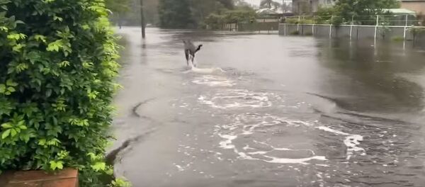 Не огонь, так вода: кенгуру в Австралии страдают от наводнений Не огонь, так вода: кенгуру в Австралии страдают от наводнений - Sputnik Беларусь