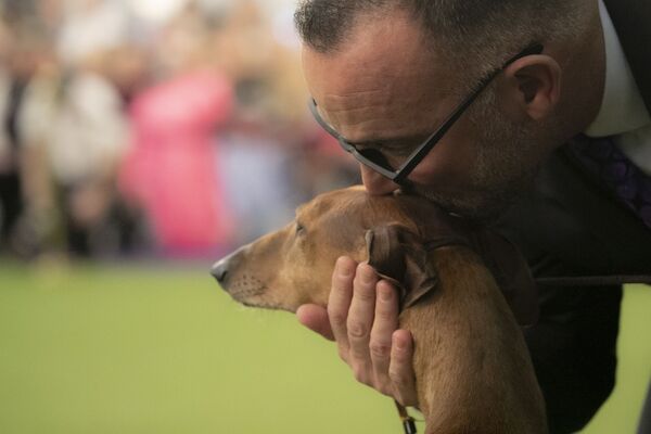 Собака породы азавак на Вестминстерском дог-шоу в Нью-Йорке - Sputnik Беларусь