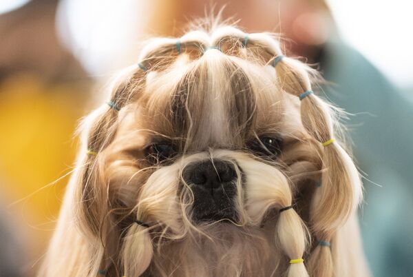 Собака во время соревнований на Вестминстерском дог-шоу в Нью-Йорке - Sputnik Беларусь