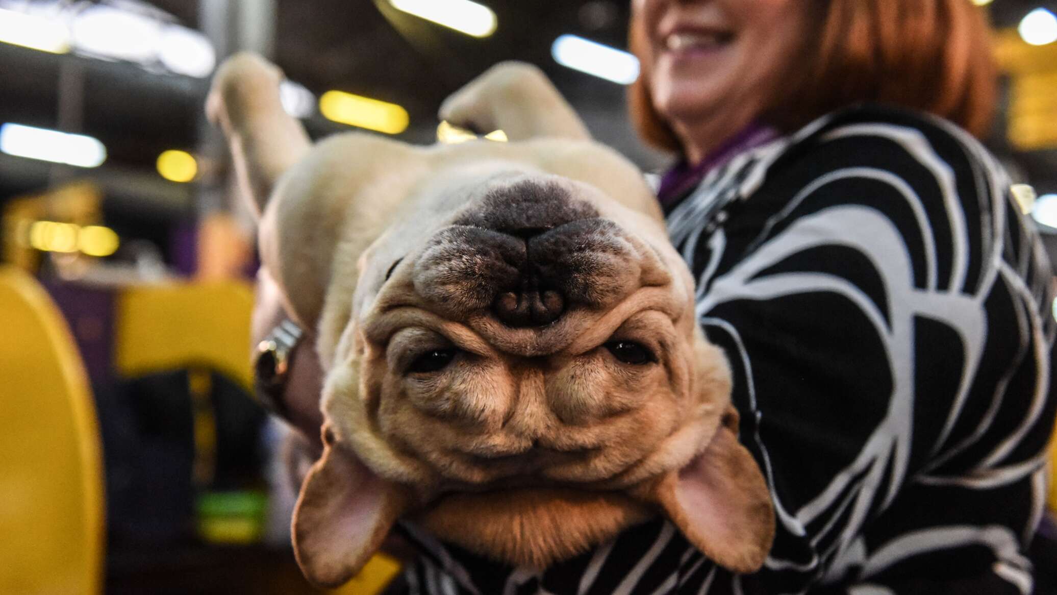 Бульдоги и мопсы могут исчезнуть в Великобритании в следующие 10 лет