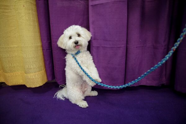 Собака на Вестминстерском дог-шоу в Нью-Йорке - Sputnik Беларусь