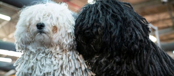 Пули на Вестминстерском дог-шоу в Нью-Йорке Пули на Вестминстерском дог-шоу в Нью-Йорке - Sputnik Беларусь