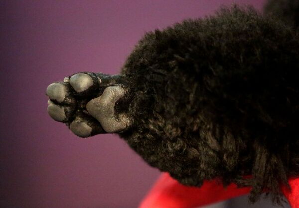 Собака на Вестминстерском дог-шоу в Нью-Йорке - Sputnik Беларусь
