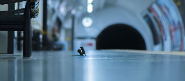 Снимок Station squabble британского фотографа Sam Rowley, победивший в конкурсе LUMIX People's Choice Award - Sputnik Беларусь