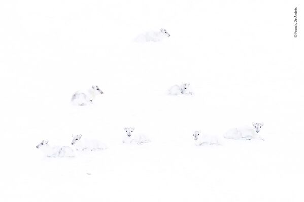 Снимок Spot the reindeer испанского фотографа Francis De Andres, попавший в топ-5 LUMIX People's Choice Award - Sputnik Беларусь
