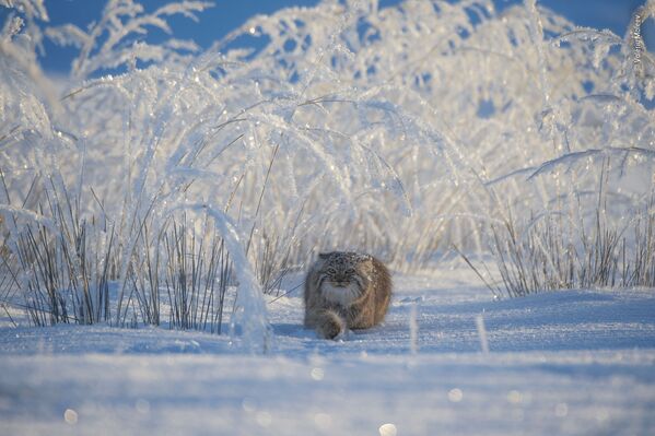 Снимок Winter's tale российского фотографа Valeriy Maleev, попавший в шортлист LUMIX People's Choice Award  - Sputnik Беларусь