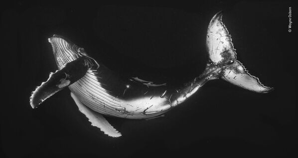 Снимок The humpback calf австралийского фотографа Wayne Osborn, попавший в шортлист LUMIX People's Choice Award - Sputnik Беларусь