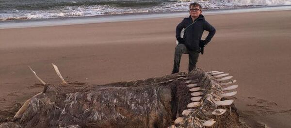 Найденный у Абердина скелет - Sputnik Беларусь