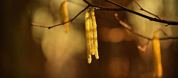 Сережки на дереве, архивное фото Сережки на дереве, архивное фото - Sputnik Беларусь