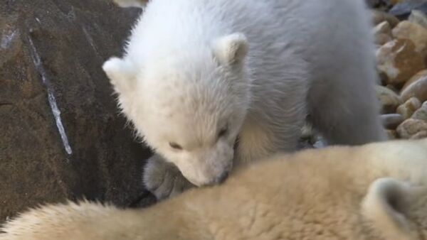 Зоопарк Вены показал родившегося в неволе белого медвежонка  - Sputnik Беларусь