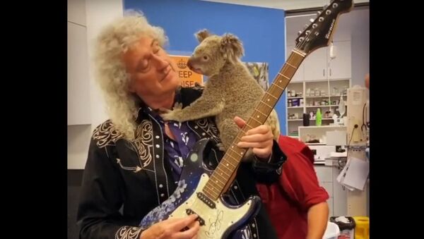 Музыкант Queen посетил больницу для коал и сыграл им на гитаре - Sputnik Беларусь
