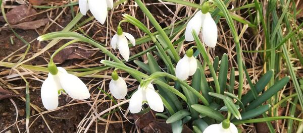 Подснежники в Минске - Sputnik Беларусь