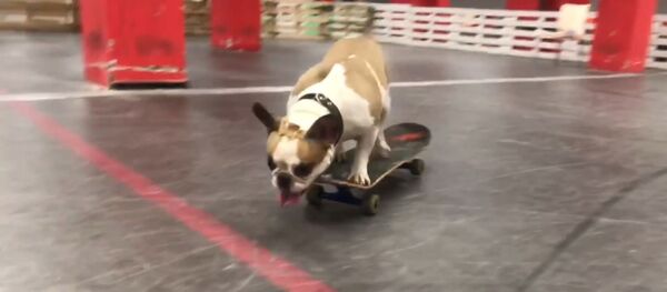 Бульдог на скейтборде стал звездой в Челябинске - видео - Sputnik Беларусь